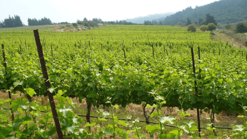 Die Weinberge um Kishor