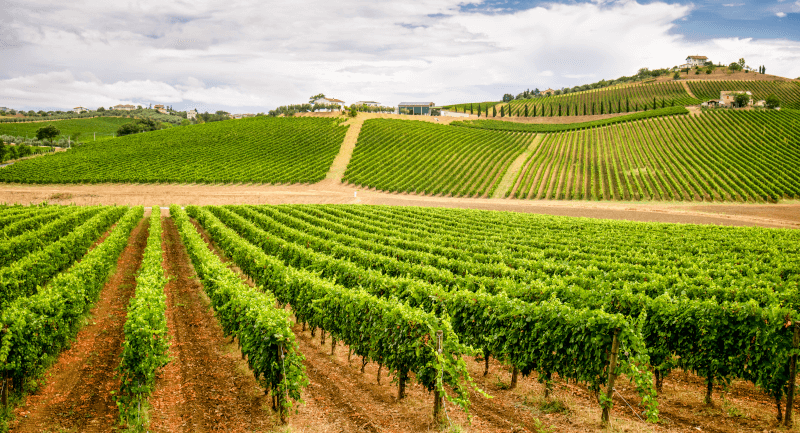 Vini moldavi vigneto Vini moldavi vigneto