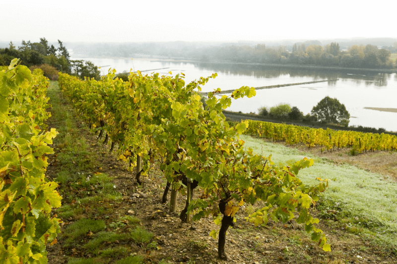 Vigneti lungo la Loira in Francia