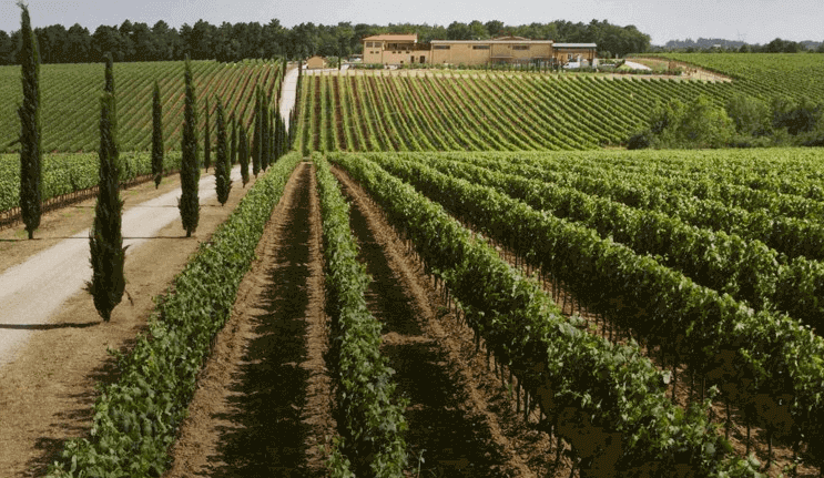 Vigneti La Braccesca Vigneti La Braccesca