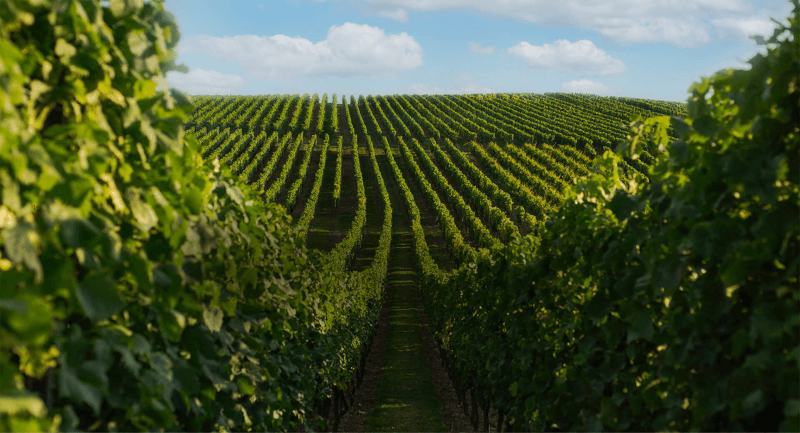 Weinkellerei Hechtsheim Weinhang Weinkellerei Hechtsheim Weinhang
