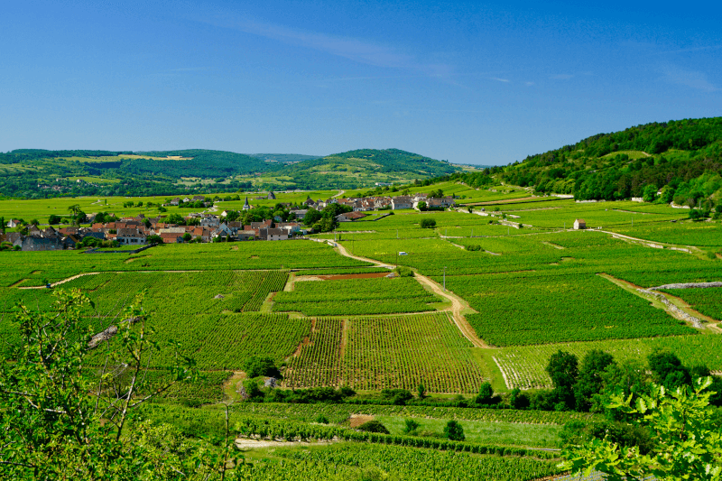 Blick über die Weinberge in der Gemeinde Chassagne-Montrachet