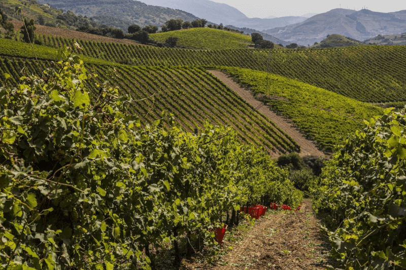 Baglio di Pianetto Weinlese