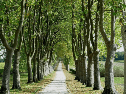 Auffahrt zum Schloss zwischen den Reben Auffahrt zum Schloss zwischen den Reben