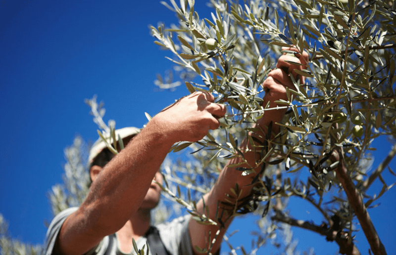 Raccolta delle olive La Chinata