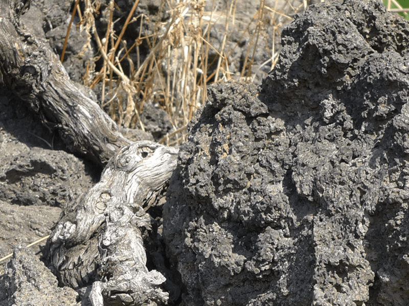 Rocce basaltiche alle pendici dell'Etna Rocce basaltiche alle pendici dell'Etna