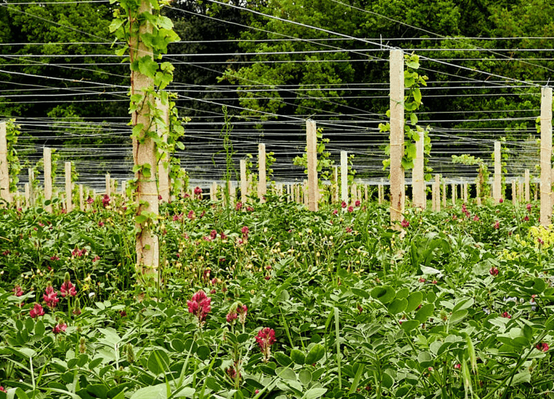 Die Sulla-Pflanze wächst zwischen den Reben der Cantina Orsogna