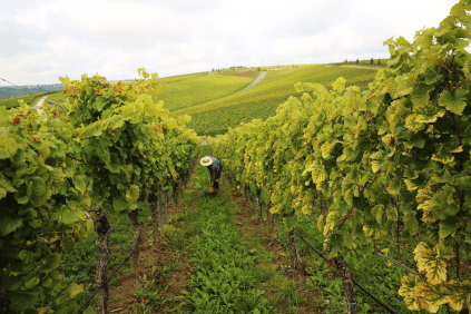 Vigneto da Winzerkeller Sommerach Vigneto da Winzerkeller Sommerach