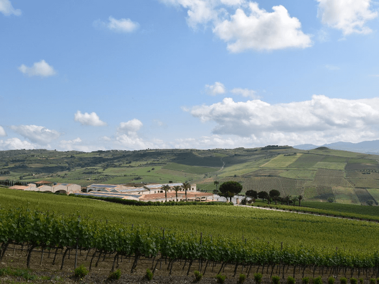 Das Weingut Stemmari in Sizilien