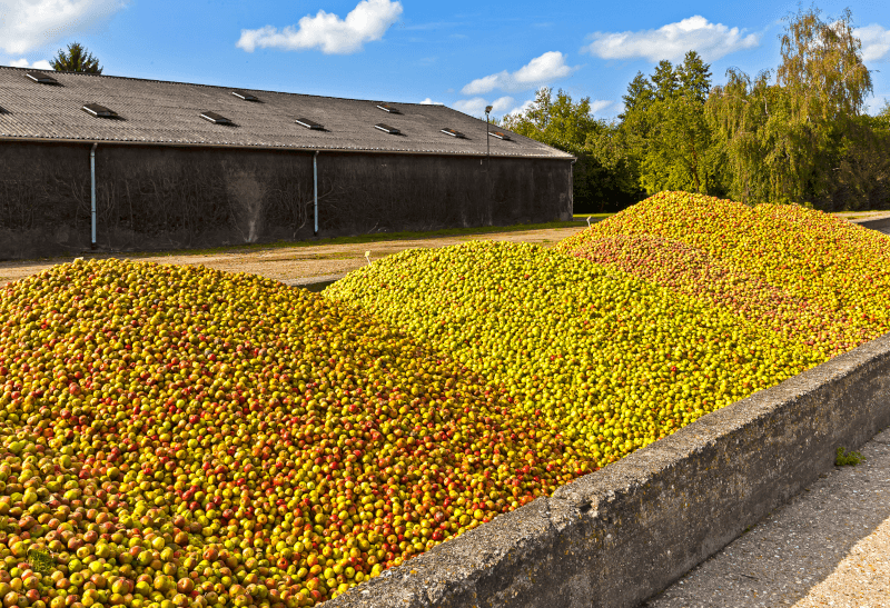 Apfelernte fuer Calvados