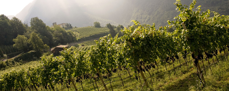 Cantina Castelfeder Alto Adige Vineyards