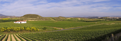 I vasti vigneti di Bodegas Muga