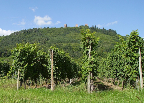 wolfberger anbaugebiet