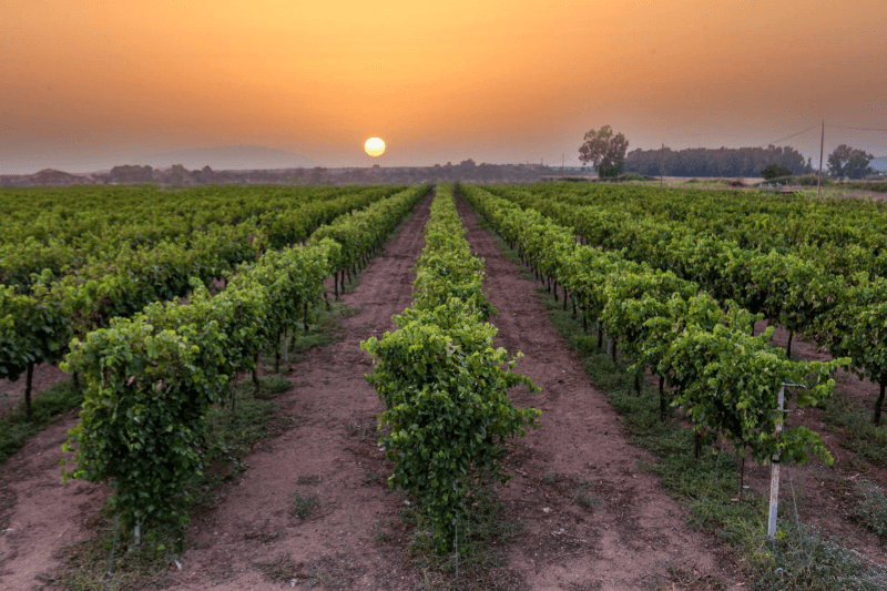 Vigne della Cantina Koukos