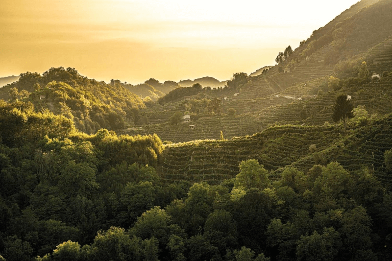 Vista sui vigneti di Ruggeri