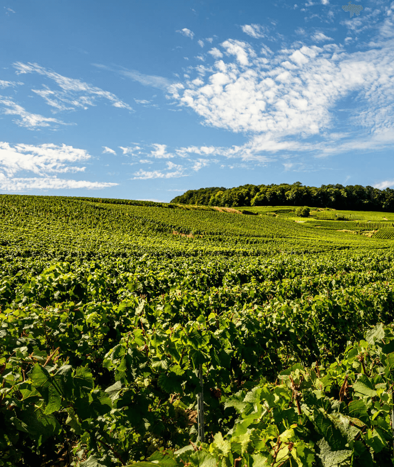 Viti Champagne Laurent Perrier
