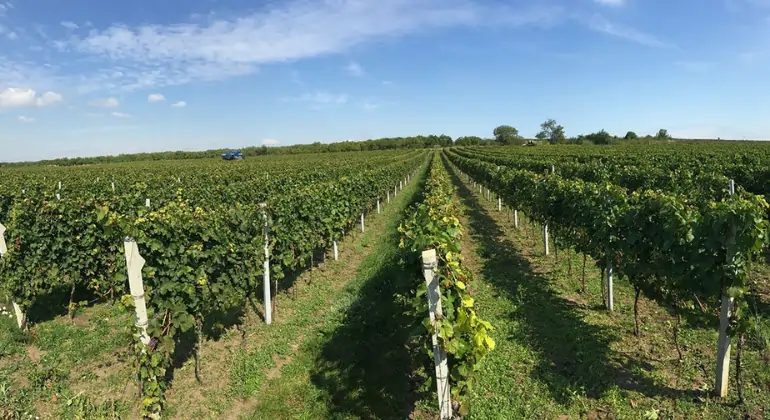 Piacere del vino dalla Moravia di W18 - 6x pacchetto scoperta