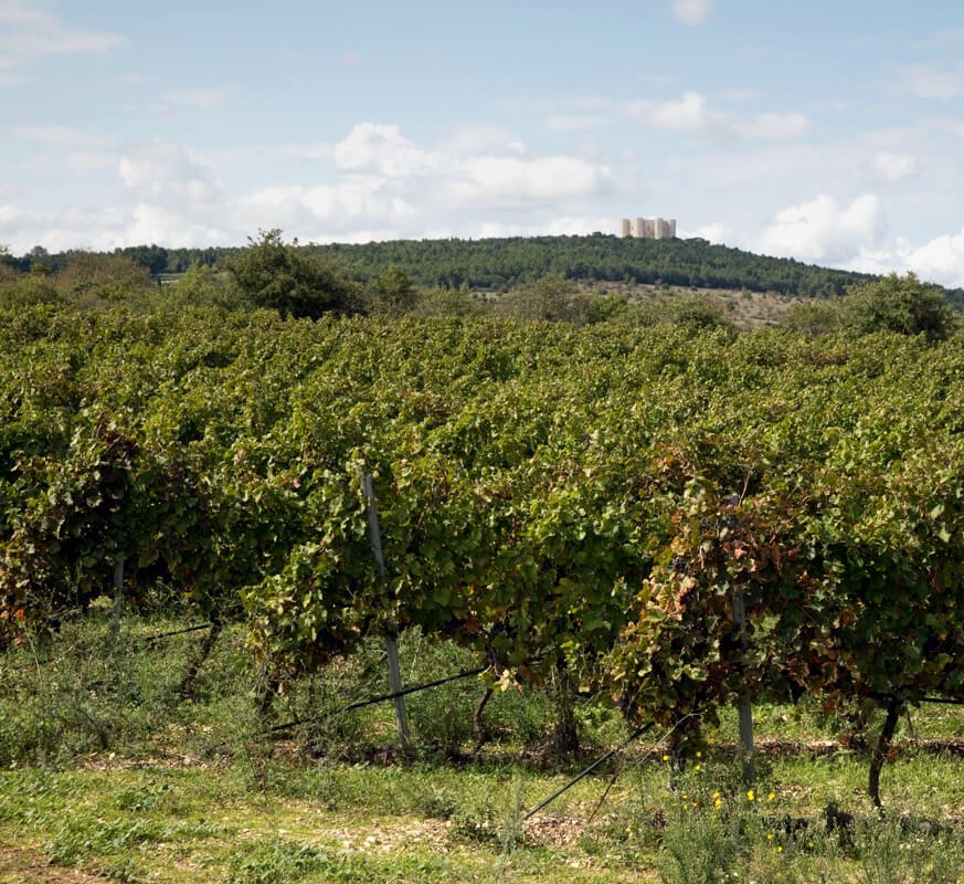 Vigneti Torrevento Ottogona