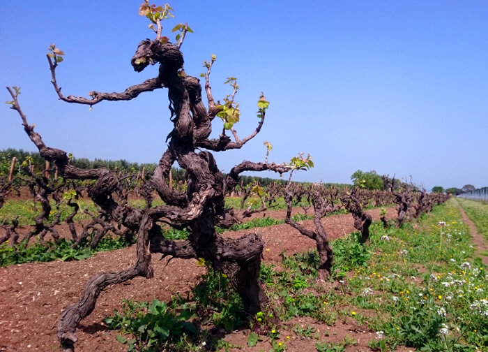 Viti di Primitivo vicino a Varvaglione