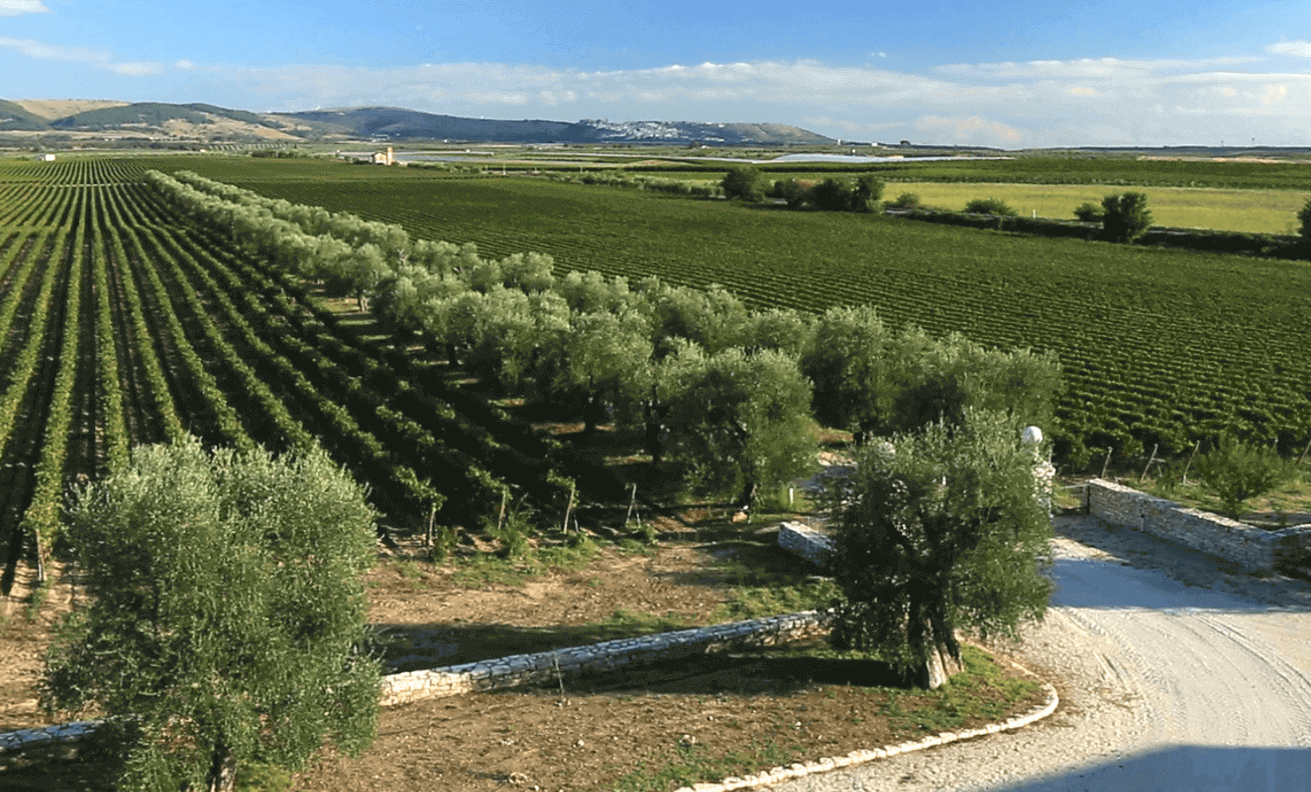 Vigneti Tormaresca Tenuta Bocca di Lupo Vigneti Tormaresca Tenuta Bocca di Lupo