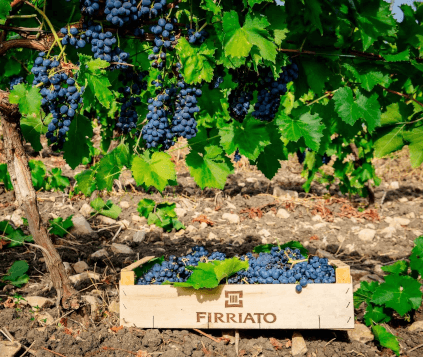 Uva Firriato