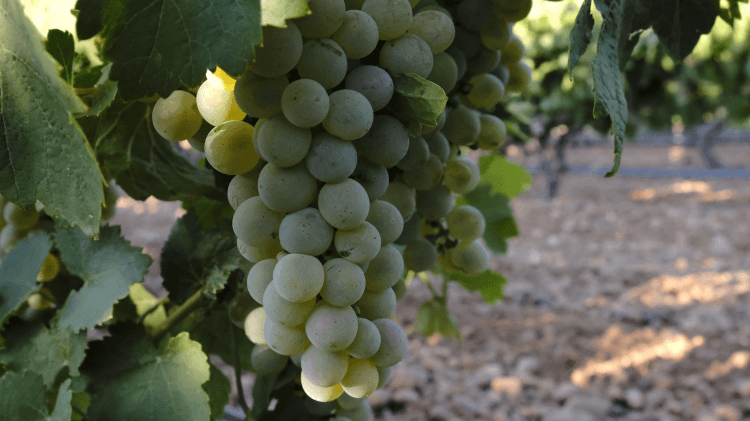 Uve Verdejo da Escudero